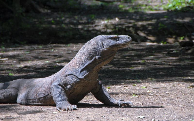 komodoški_varan.jpg