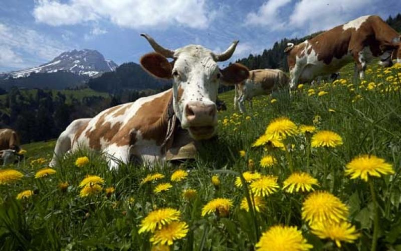 krave-zvonci-svica_re_16.07.15.jpg