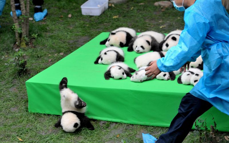 Padajoča panda