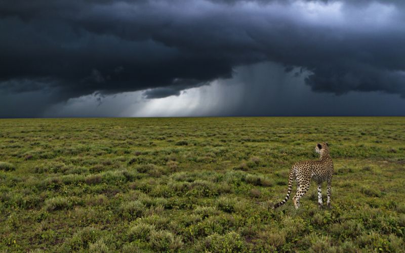 Gepard, nevihta, savana.jpg