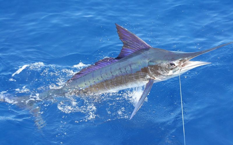 marlin riba mecarica.jpg