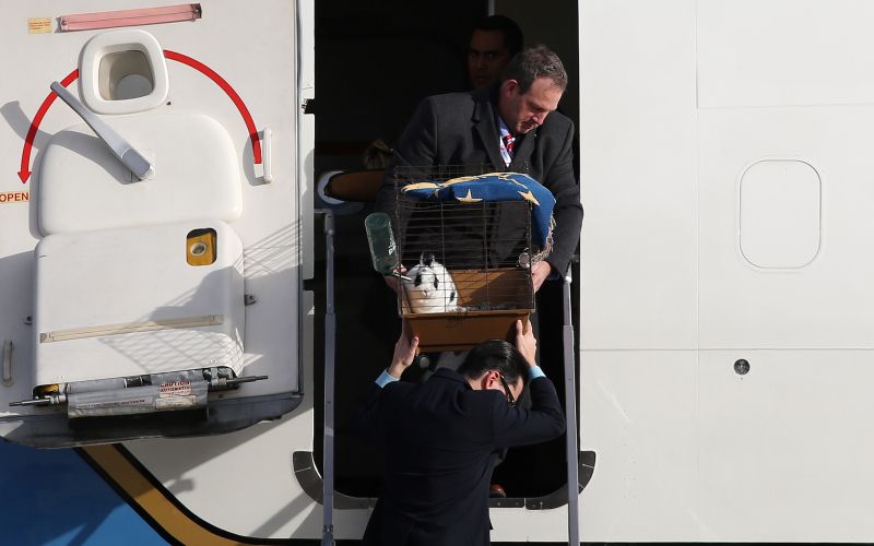 zajec, Marlon Bundo, Air force two. letalo,