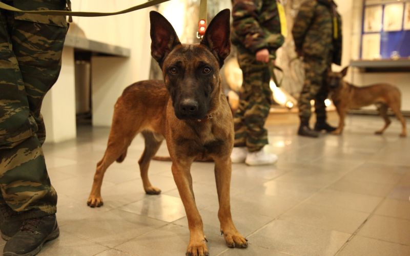 Klonirani belgijski ovčar, malinois.jpg