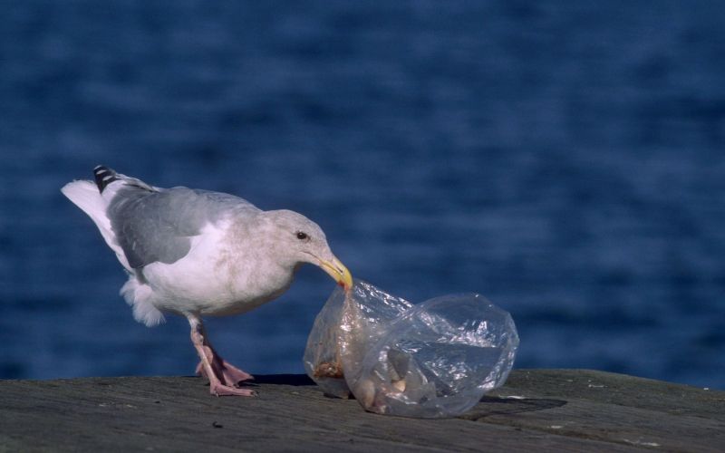 galeb in plastična vrečka
