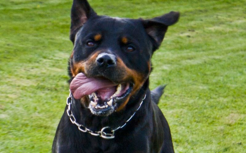 rotvajler rottweiler