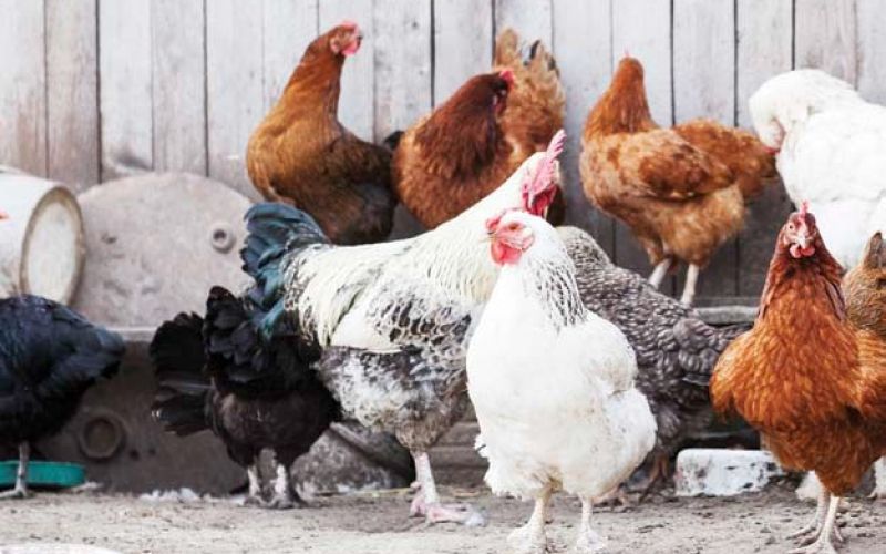 biološka reja.jpg
