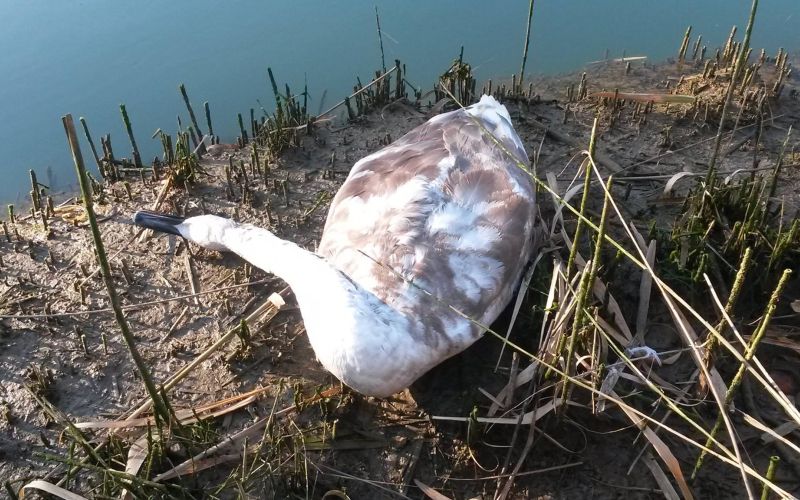 Poginuli labod umrl zaradi ptičje gripe
