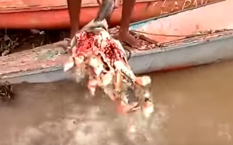 piranhe.PNG