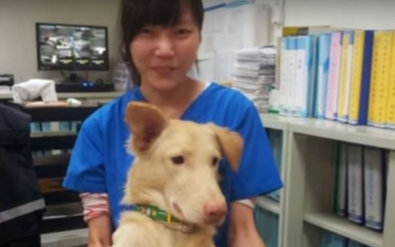 veterinarka tajvan.jpg