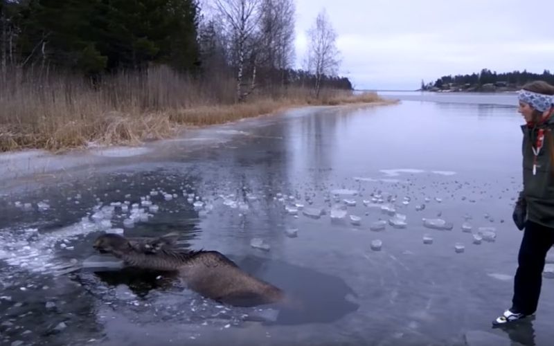 los, jezero, ujet.jpg