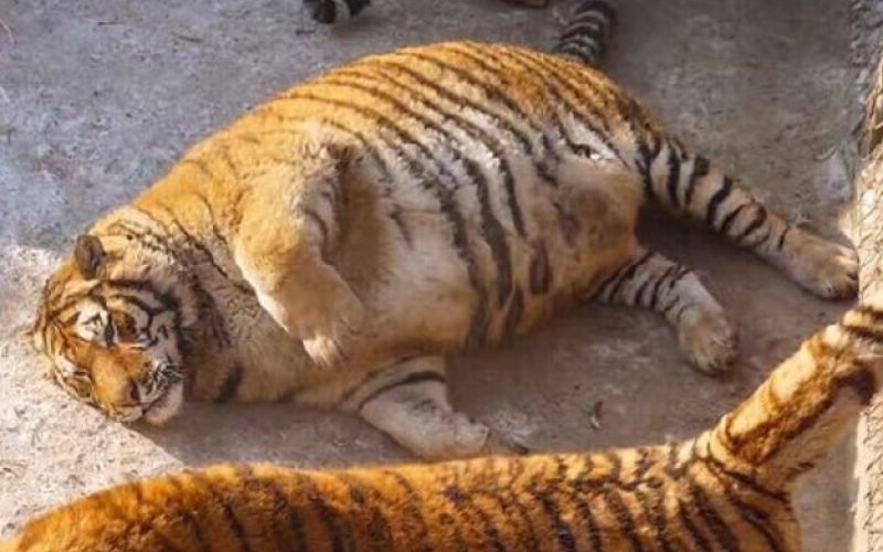 debel tiger.jpg