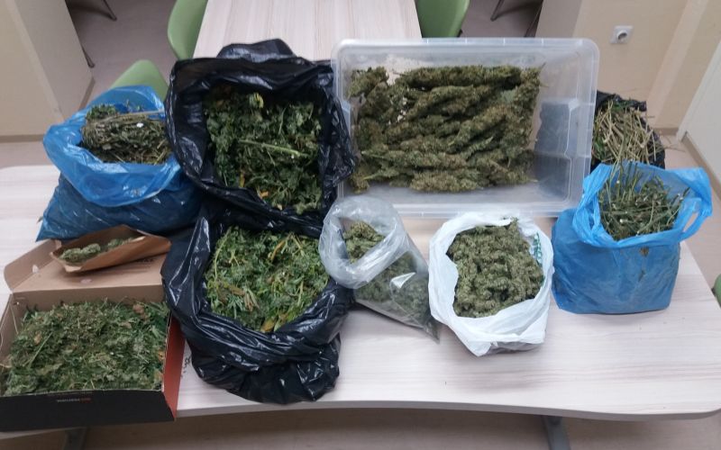 konoplja, marihuana