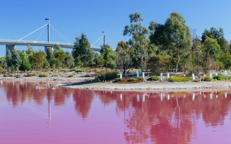 Westgate Park, roza jezero3