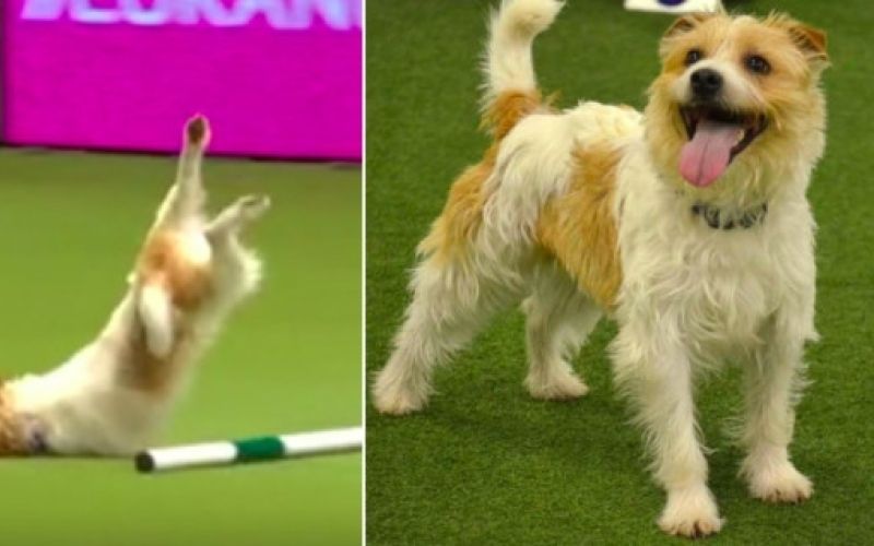 olly, jack russell.jpg