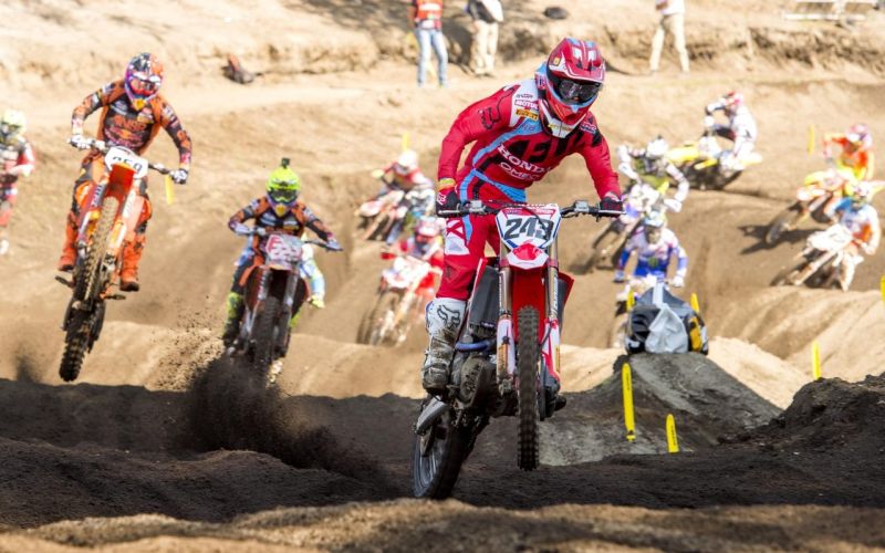 481-24-gajser.jpg