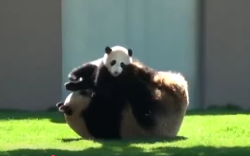 panda.png