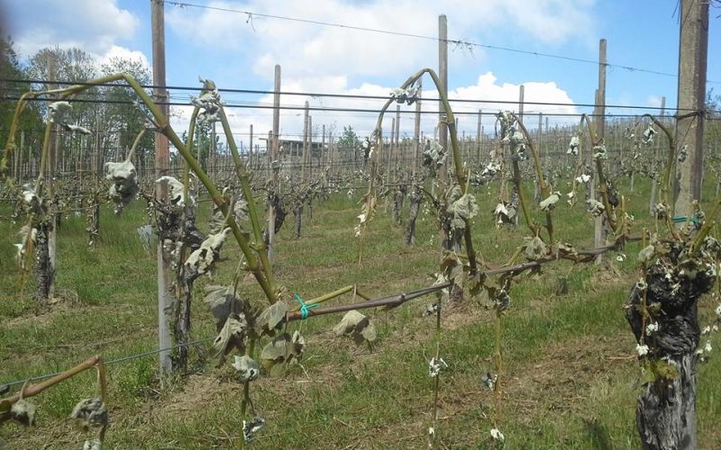 Ponekod so vinogradniki včeraj uzrli ta žalosten prizor.