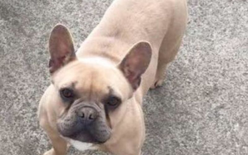 Buldog Cupcake.jpg