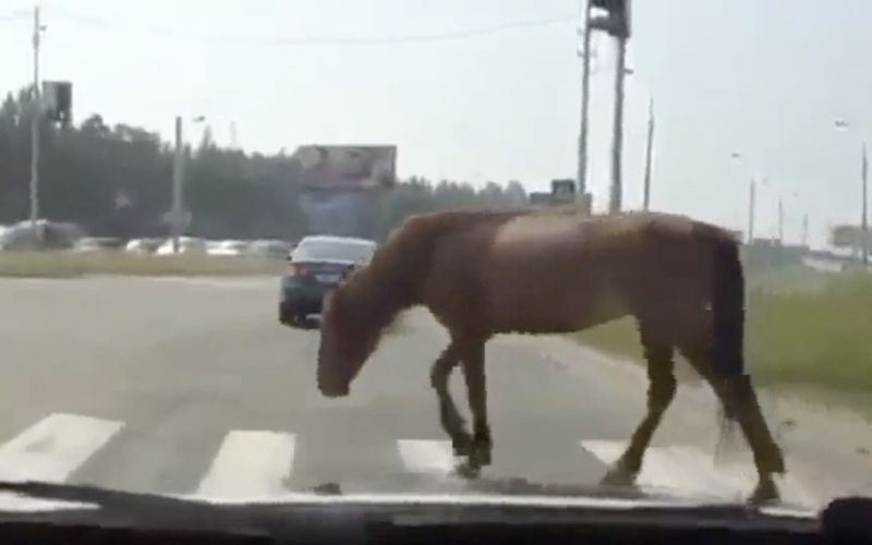 konj, cesta, nesreča