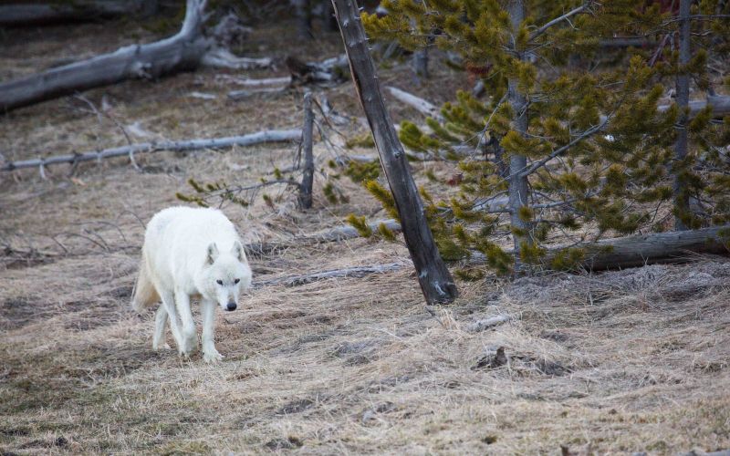 Volk, Yellowstone.jpg