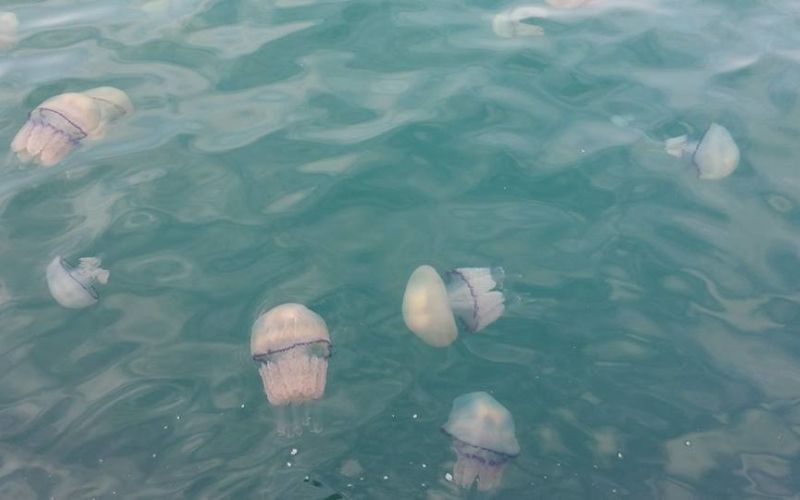Meduze so morski biologi zaznali tudi v nekateri predelih našega morja.