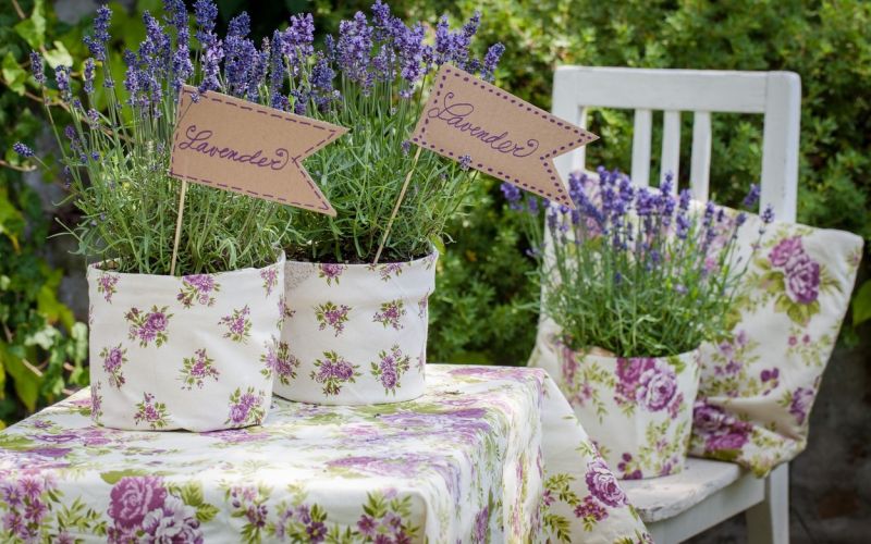 lavender.jpg