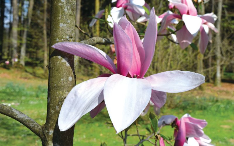 magnolije.jpg