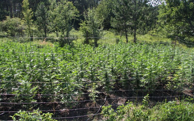 nasad, konoplja, marihuana, Koper