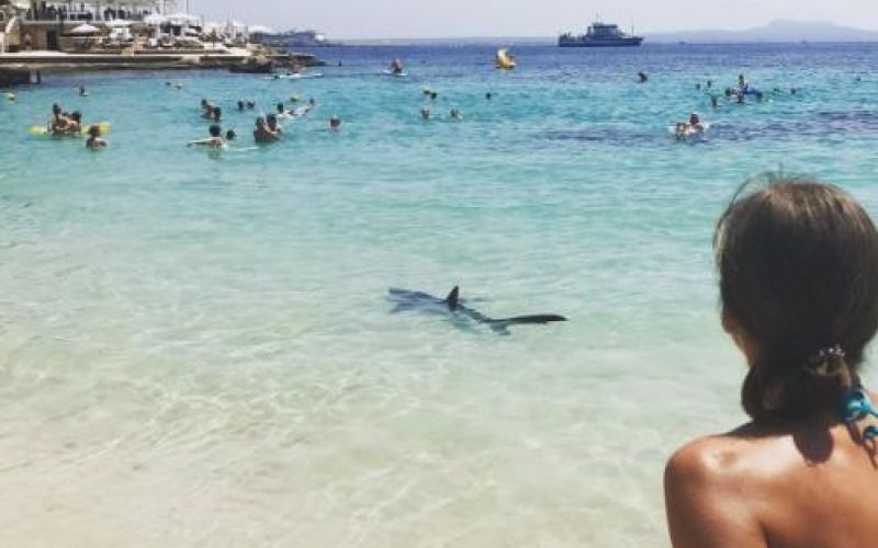 sinji morski pes, mallorca.jpg