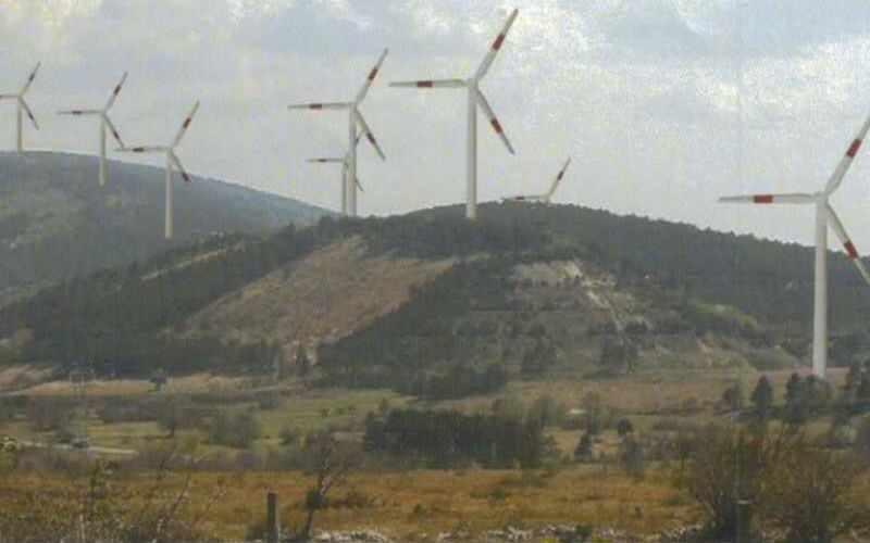 zajcica