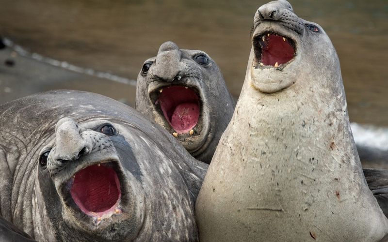 tjulni, Comedy Wildlife Photography Awards