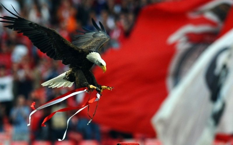 orel benfica.jpg