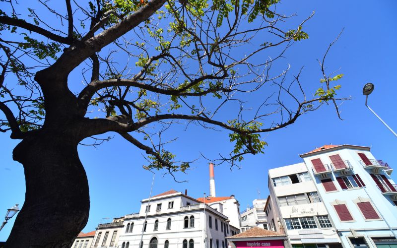 Funchal, Madeira, drevo.jpg