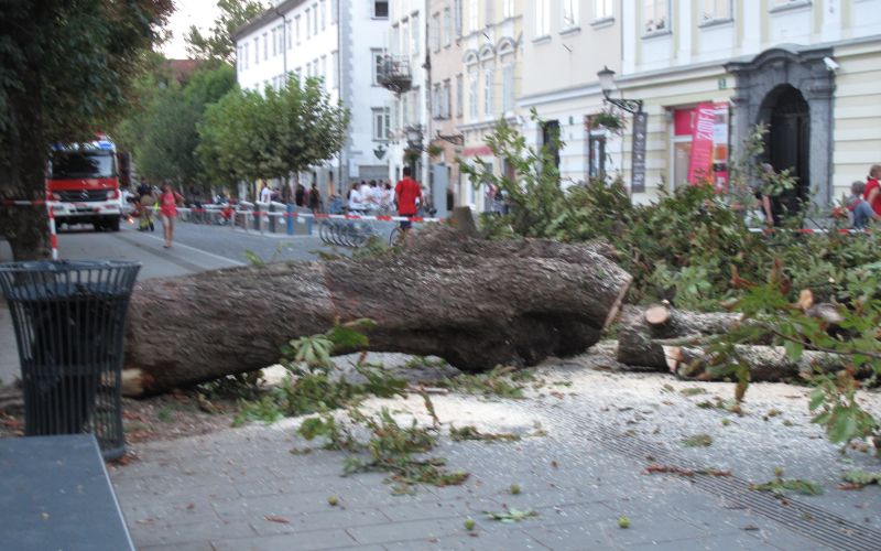 podrt kostanj na Bregu ob Ljubljanici, drevored, Breg, Ljubljana