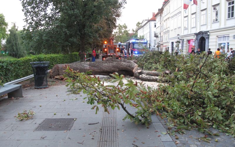 podrt kostanj na Bregu ob Ljubljanici, drevored, Breg, Ljubljana