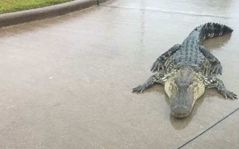 aligator teksas dvorišče.jpg