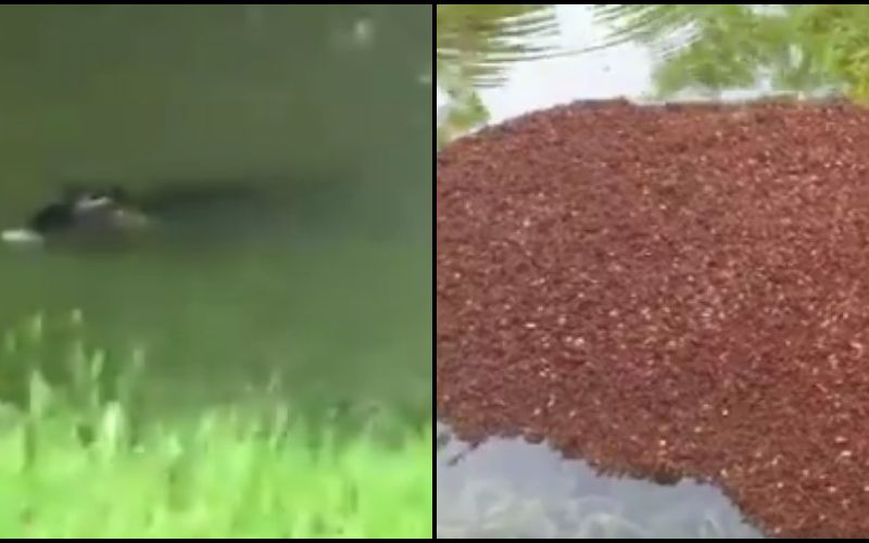 orkan harvey houston aligator mravlje
