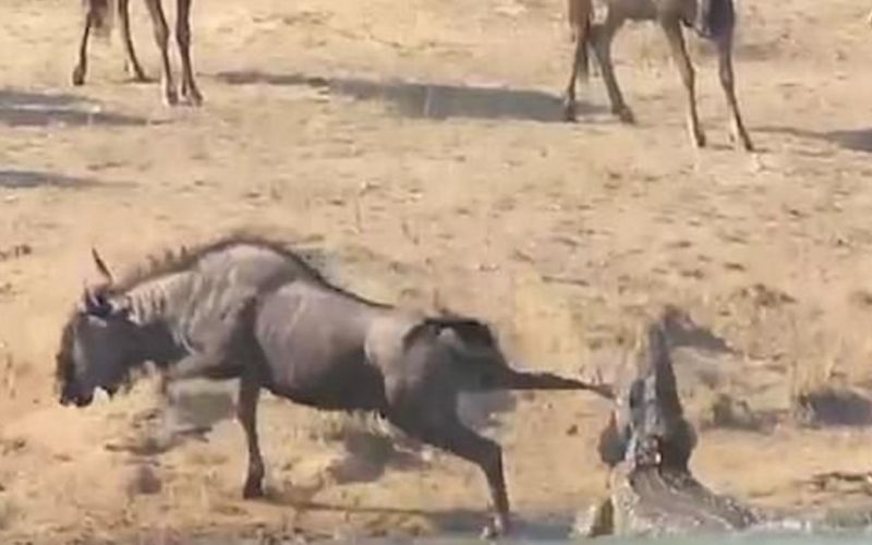 Gnu in krokodil.jpg