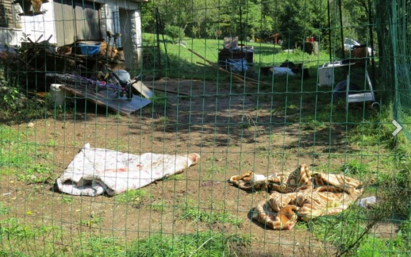 Mavrlen, napad psov, hiša, mreža