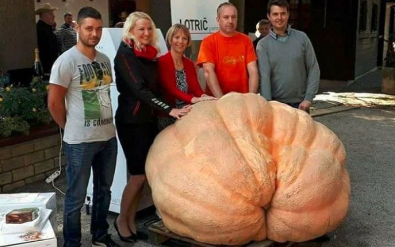 najtežja buča, frifolt