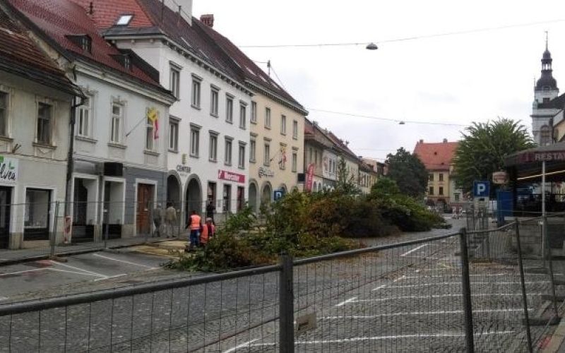 drevesa, glavni trg, novo mesto.jpg