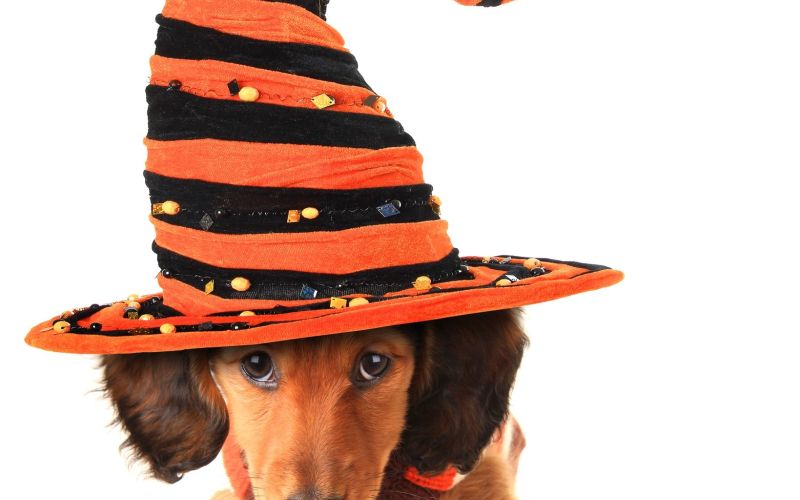 halloween kuža
