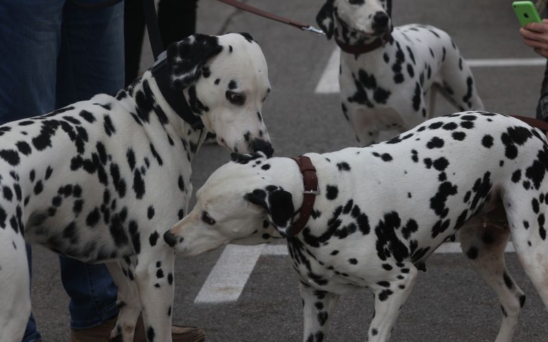 Najbolj pikčast dan pred prenovljeno trgovino Mr. Pet.JPG