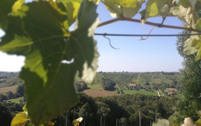 vinogradi1.jpg