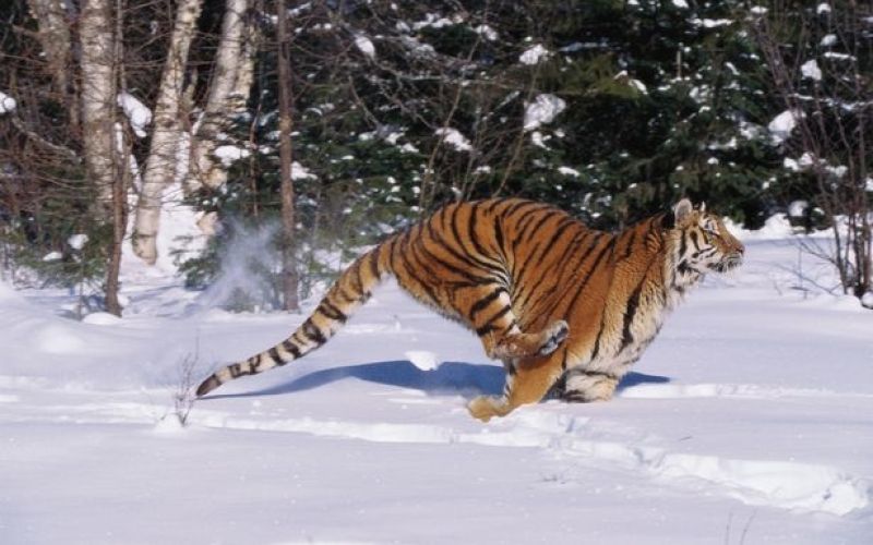 FOTO4 Tiger marek