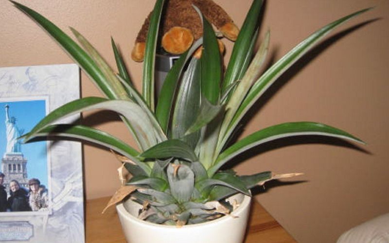 ananas, rastlina.jpg