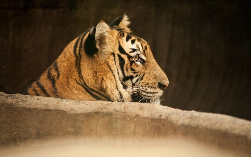 Tiger.jpg