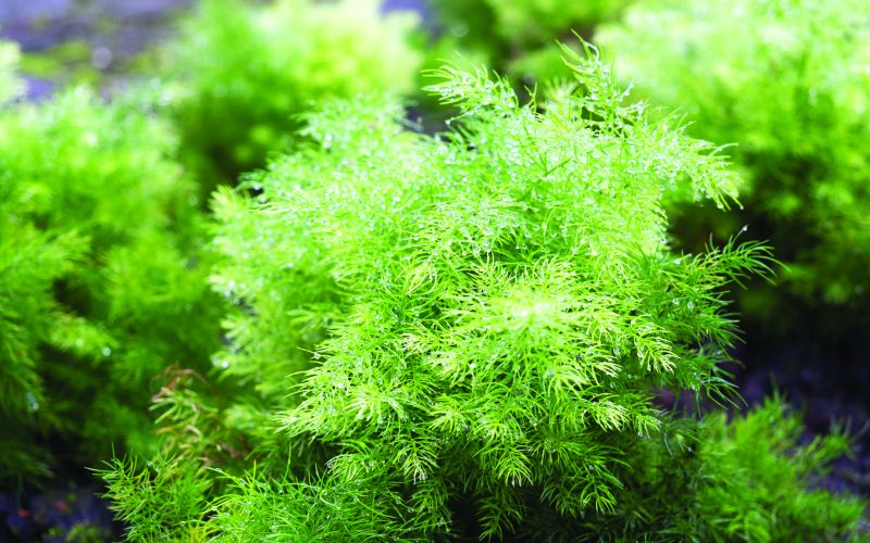 dreamstime_xxl_34464283.jpg