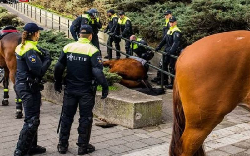 nizozemska, pegida, antifa, konj
