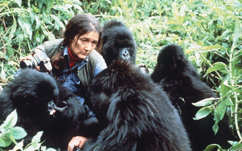 Dian fossey